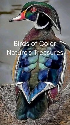 a colorful bird sitting on top of a rock next to the water and text nature's treasures birds of color