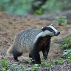 a badger standing on top of a dirt field next to green plants and trees in the background