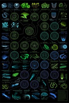 an info poster showing the different types of plants and animals