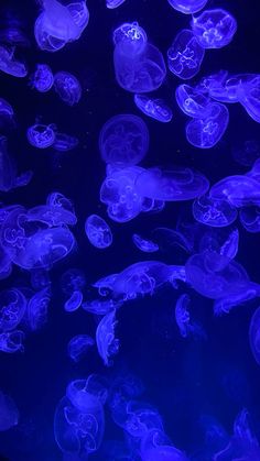 purple jellyfish are floating in the water