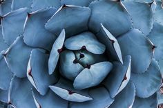 the top view of a large blue flower