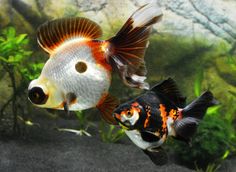 two orange and white fish in an aquarium