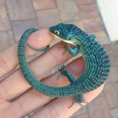 a small lizard sitting on top of a person's hand in front of a brick floor