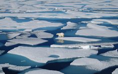 a polar bear standing on an ice floet