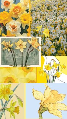 four different pictures with yellow and white flowers in the middle one is daffodils