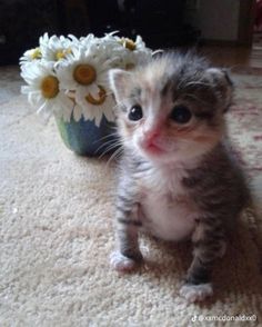 a small kitten sitting on the floor next to a flower pot with daisies in it