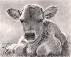 a pencil drawing of a cow laying in the grass looking at the camera with its eyes closed