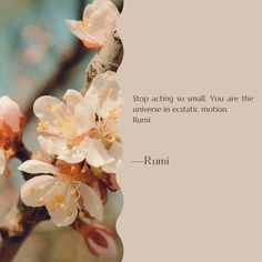 a close up of a flower on a tree branch with a quote from rumi