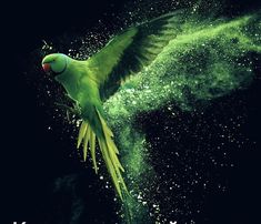 a green bird flying through the air with it's wings spread out and its body covered in powder