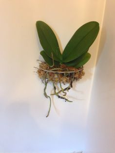 a plant with green leaves and roots hanging from it's side on a white wall