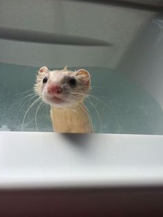 a small rodent in a bathtub looking at the camera with an intense look on its face