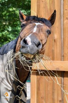 a horse wearing a blanket and eating hay