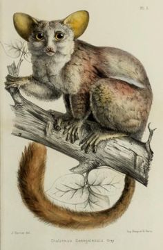 a drawing of a cat sitting on top of a tree branch with its tail curled up