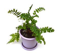 a plant with green leaves in a purple pot