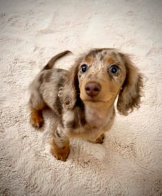 a small brown and black dog sitting on top of a white rug