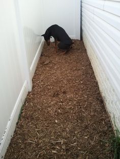 a small black dog standing next to a white wall in the dirt and mulch