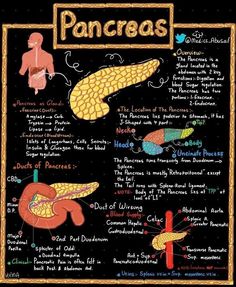 the anatomy of the pancreas on a blackboard with words and pictures about it