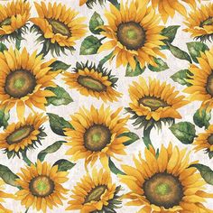 sunflowers on white background with green leaves and stems in the center, watercolor painting