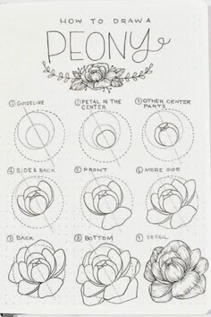 how to draw peony flowers on a sheet of paper with the words peony written in