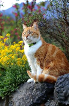 an orange and white cat sitting on top of a rock next to some yellow flowers