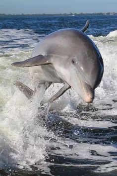 a dolphin jumping out of the water with it's front legs in the air