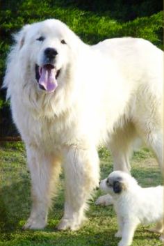 a large white dog standing next to a small white dog on top of a grass covered field