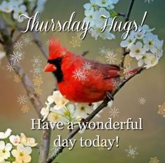 a red bird sitting on top of a tree branch with white flowers in the background