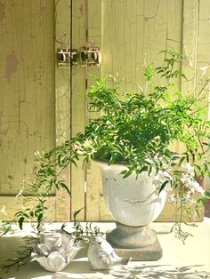 a potted plant sitting on top of a table