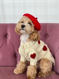 a dog wearing a sweater and hat sitting on a couch