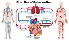 the blood flow from the heart to the lungs, with labels on it and labeled in red