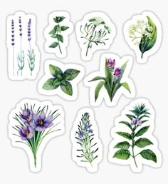 various flowers and leaves stickers on a white background