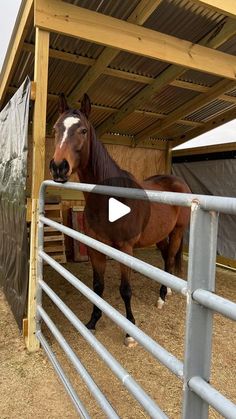 a brown horse standing inside of a metal fence