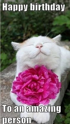 a white cat laying on top of a wooden bench with a pink flower in it's mouth