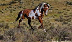 a brown and white horse is running in the field