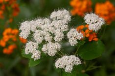 white and orange flowers are in the foreground, with green leaves on the background