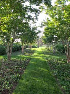 a long narrow path in the middle of a lush green park lined with trees and shrubs