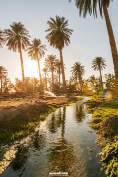 the sun is shining on some palm trees near a small stream that runs through an arid area