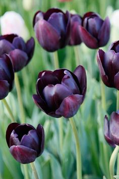 purple and white tulips are blooming in the garden