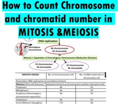 the diagram shows how to count chromosome and chromatid number in mitotics