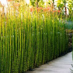 a wooden walkway surrounded by tall green grass