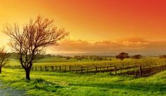 a green field with a tree in the middle and an orange sky above it that reads, la vendadera solaria commenza comenza donde nos es es se e es esper nadda na da cambio