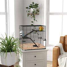 a bird cage sitting on top of a dresser next to a potted green plant