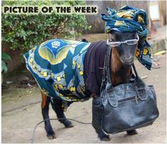 a horse wearing a blanket and carrying a purse on it's back with the caption schonn sontag