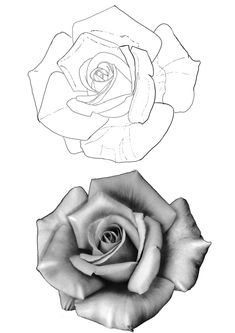 two black and white roses are shown in this drawing technique, one is an open rose