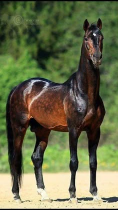 a brown and black horse standing on top of a dirt field next to trees in the background