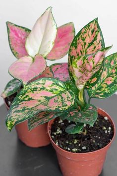 two potted plants with pink and green leaves on them sitting on a black table