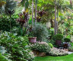 a lush green garden with lots of trees and plants in the center, surrounded by tall palm trees