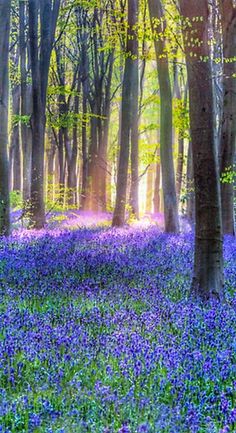 the sun shines through the trees and bluebells cover the ground in this forest