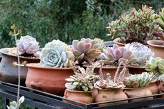 there are many different kinds of succulents in pots