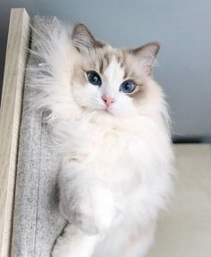 a fluffy white cat with blue eyes sitting on top of a wooden shelf next to a wall